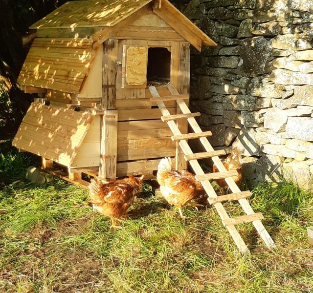 poules-permaculture-amiradou-valence