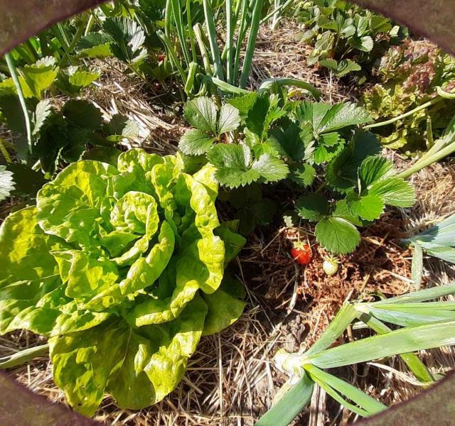 Salade et fraises du paPotager-drome-amiradou-permacultureotager